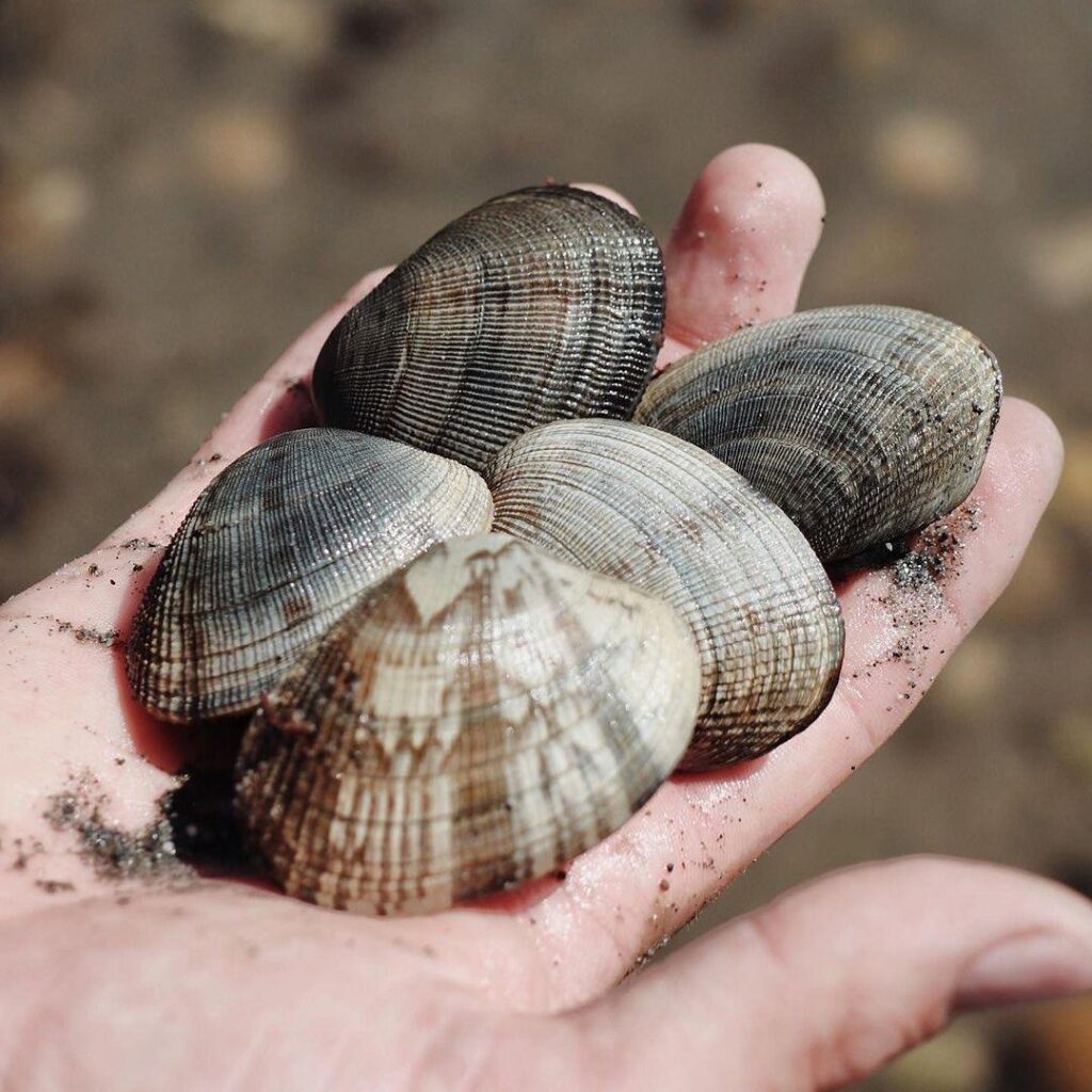 a handful of Pacific wild picked manilla clams