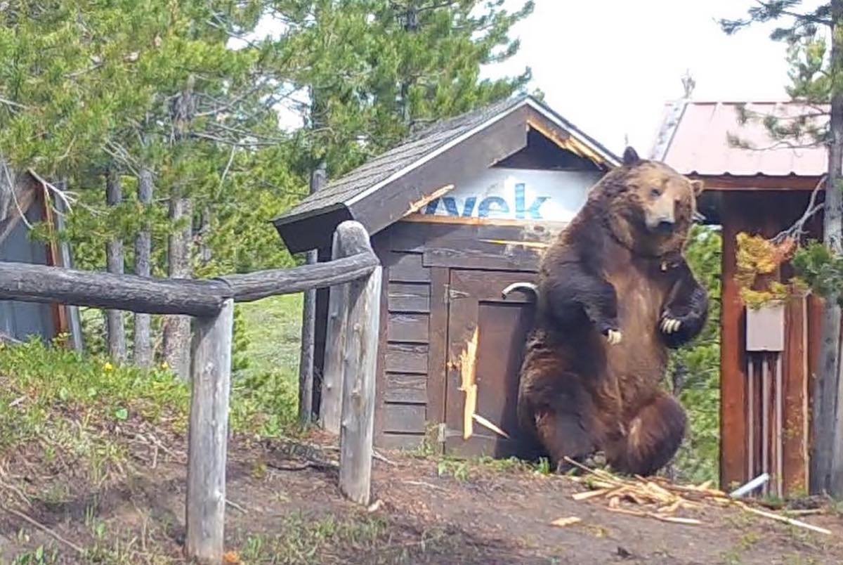 Montana Fish & Game Wants to Remind You That Grizzly Bears Are Huge