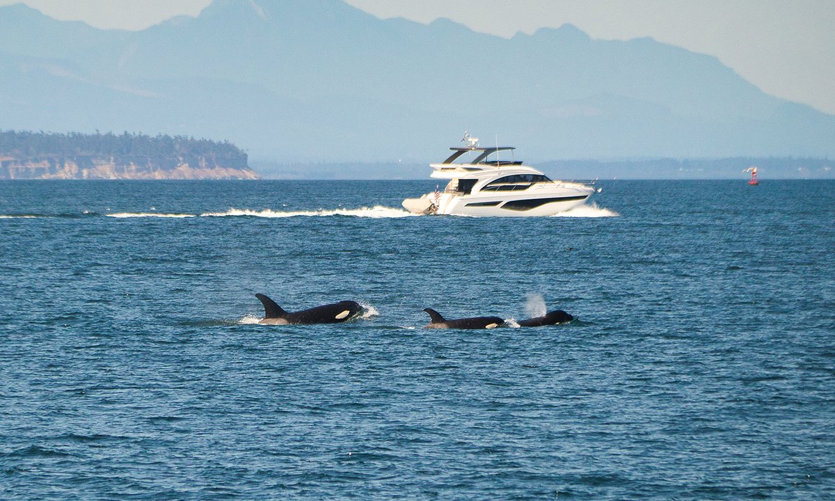Orcas Ramming Boats 2,000 Miles Apart, What Could This Mean?