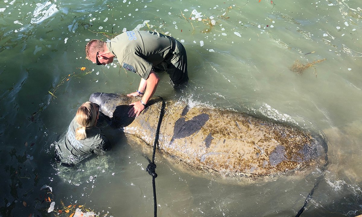Police Save Manatee by Literally Holding Its Head Above Water
