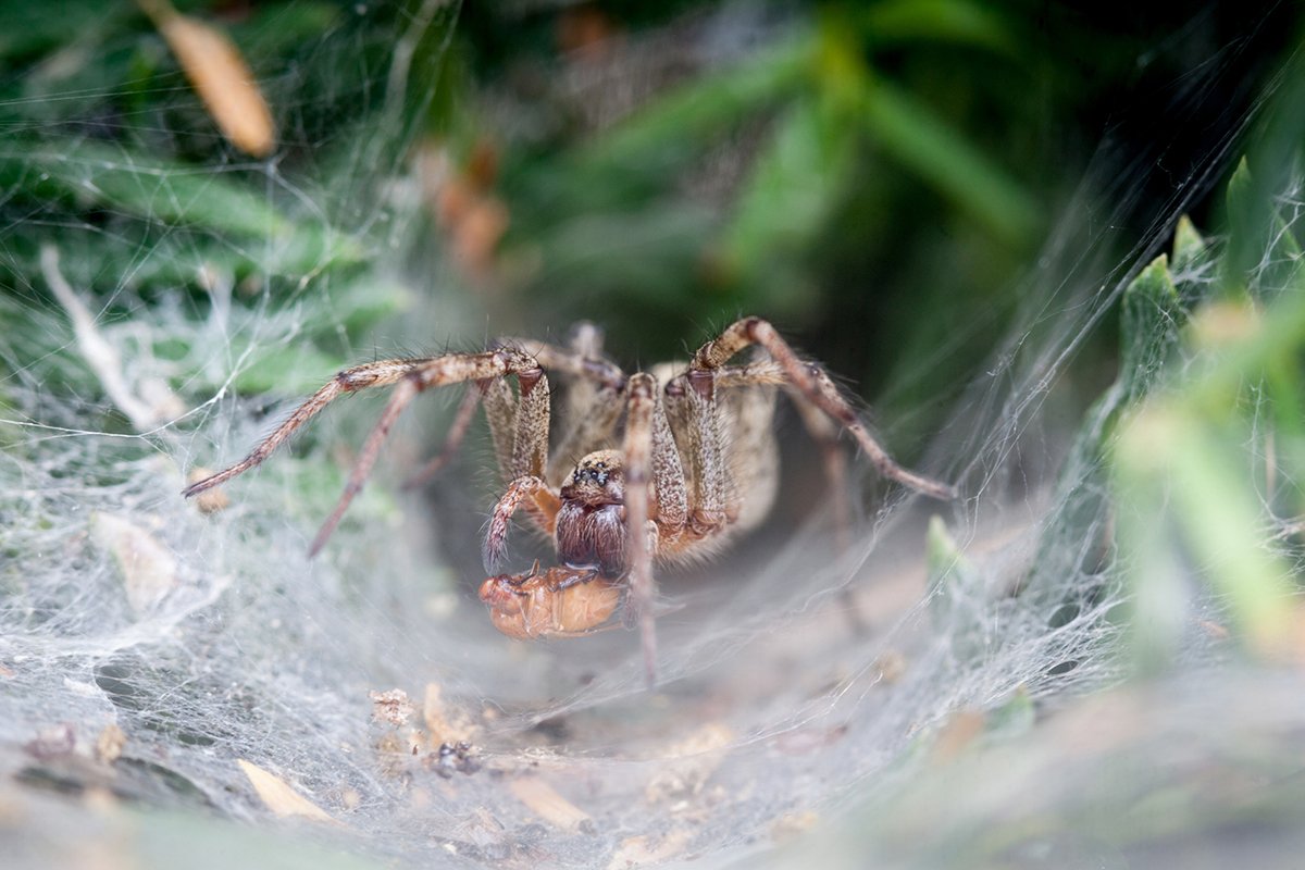 Tarantulas, Scorpions, Ticks and Other Dangerous Arachnids To Avoid