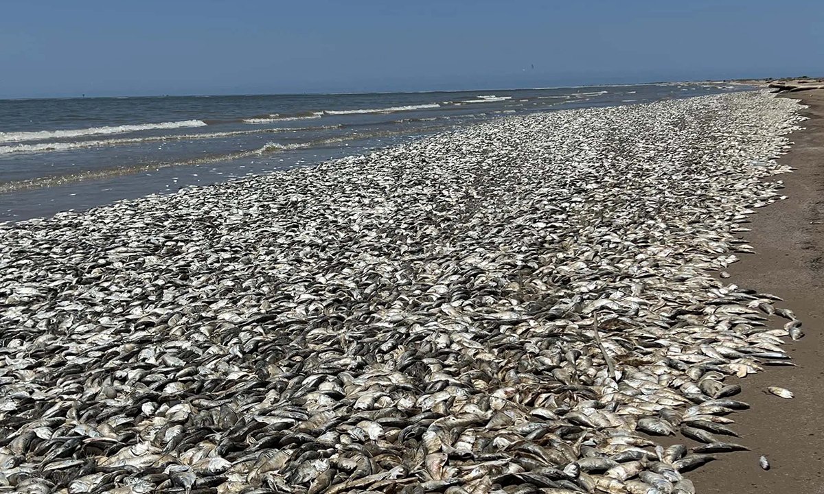 Thousands of Dead Fish Washing Ashore, and No One Knows Why