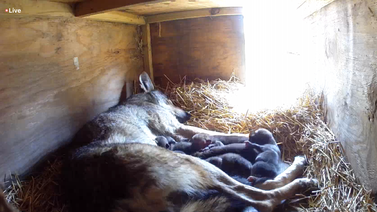 VIDEO: Meet the Endangered Red Wolf Pups Born at Great Plains Zoo