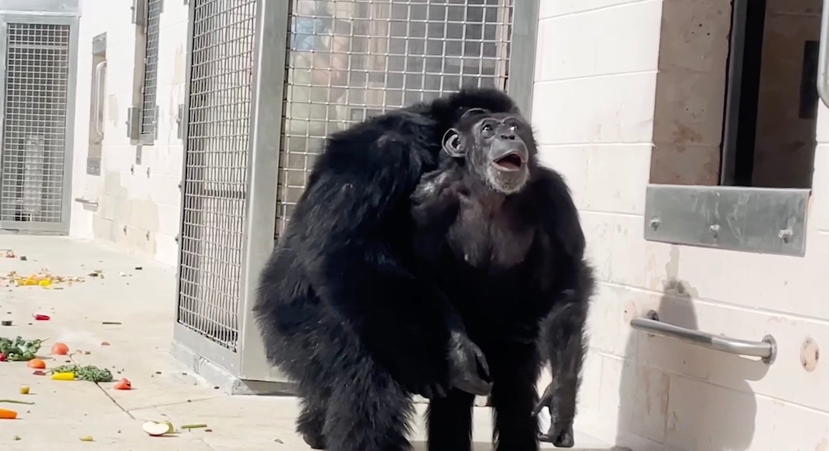 WATCH: Chimp’s Heartwarming Reaction to Seeing the Sky for the First Time