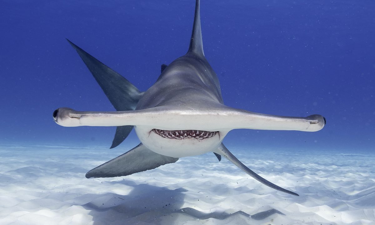 WATCH: Scientist Explains Hammerhead Sharks, Plus an Insane Tour Inside a Shark’s Mouth