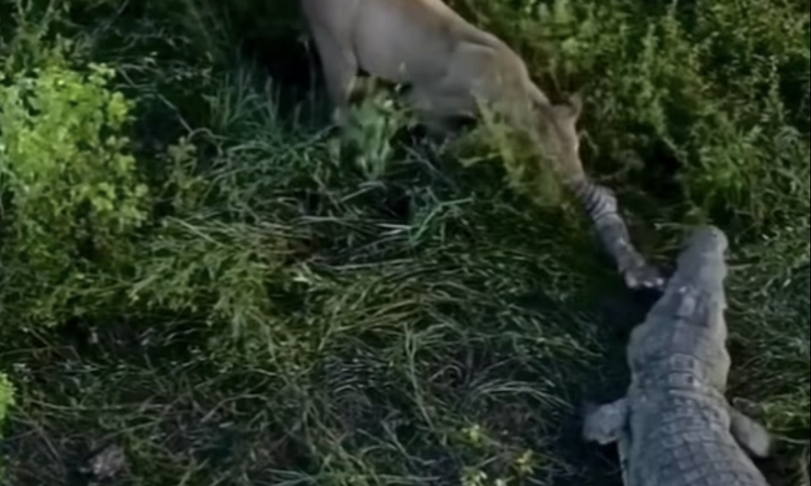Watch ‘Truly Epic’ Battle Footage of a Lion vs. a Crocodile