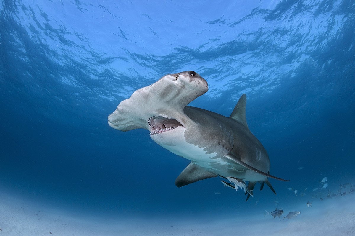 most-extreme-shark-species