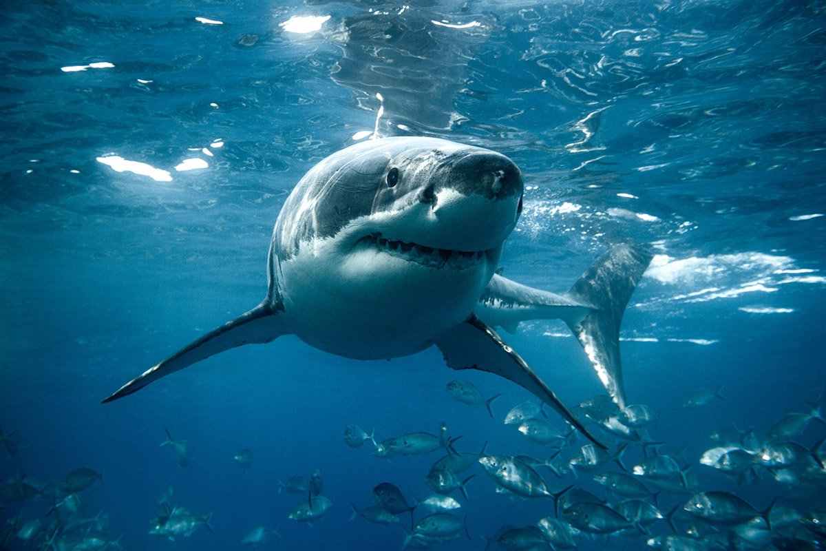 10 of the Most Extreme Shark Species