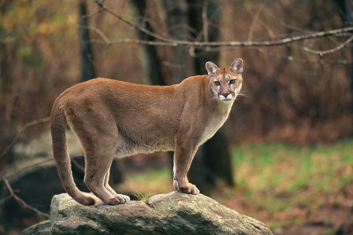 8-Year-Old Attacked by Cougar in Olympic National Park