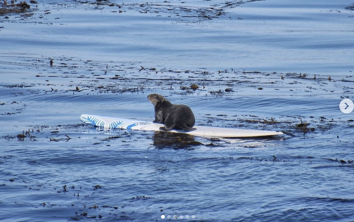 A California Sea Otter is Attacking Surfers and Stealing Boards