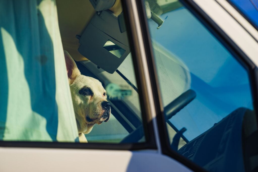 Are You Prepared For Pet Emergencies While RVing?