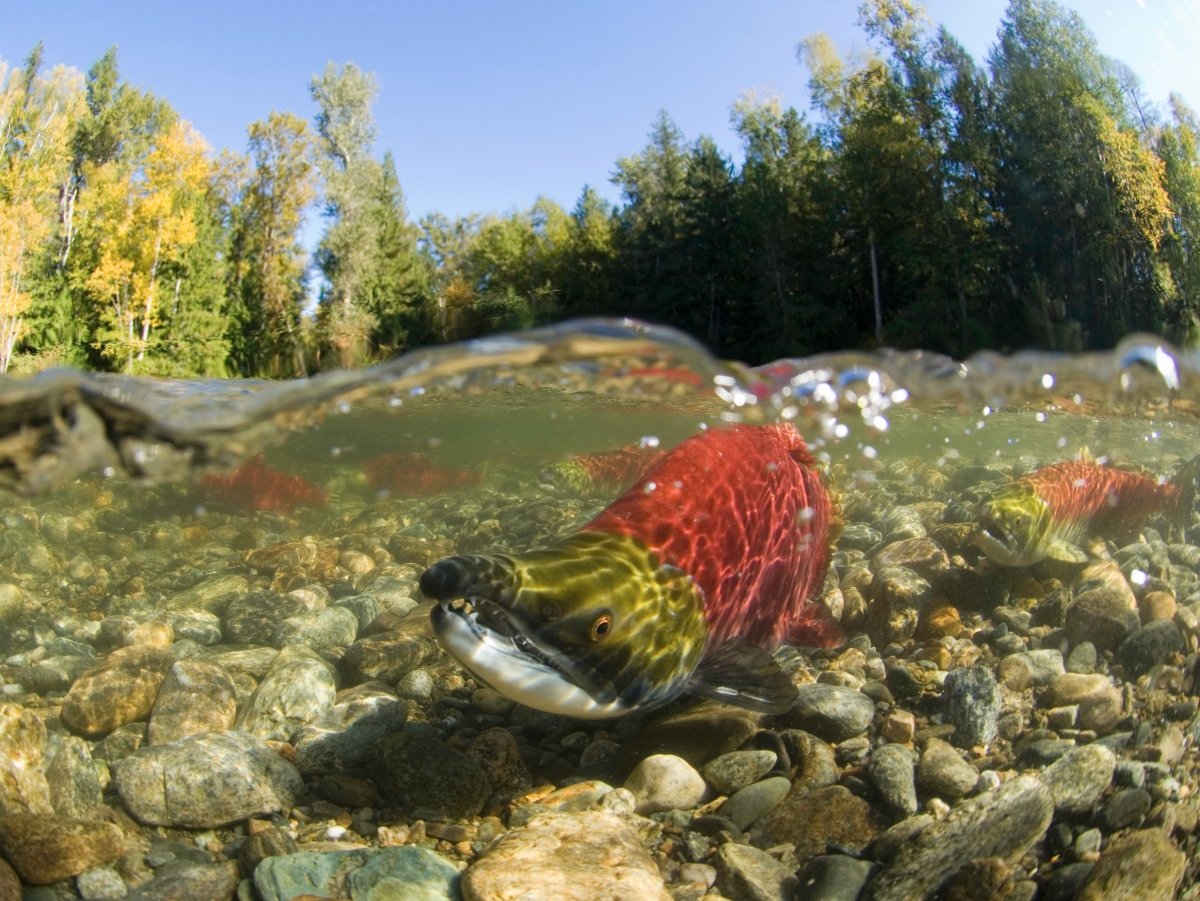 Beer: The Secret Ingredient to Help Salmon Find Their Way Home