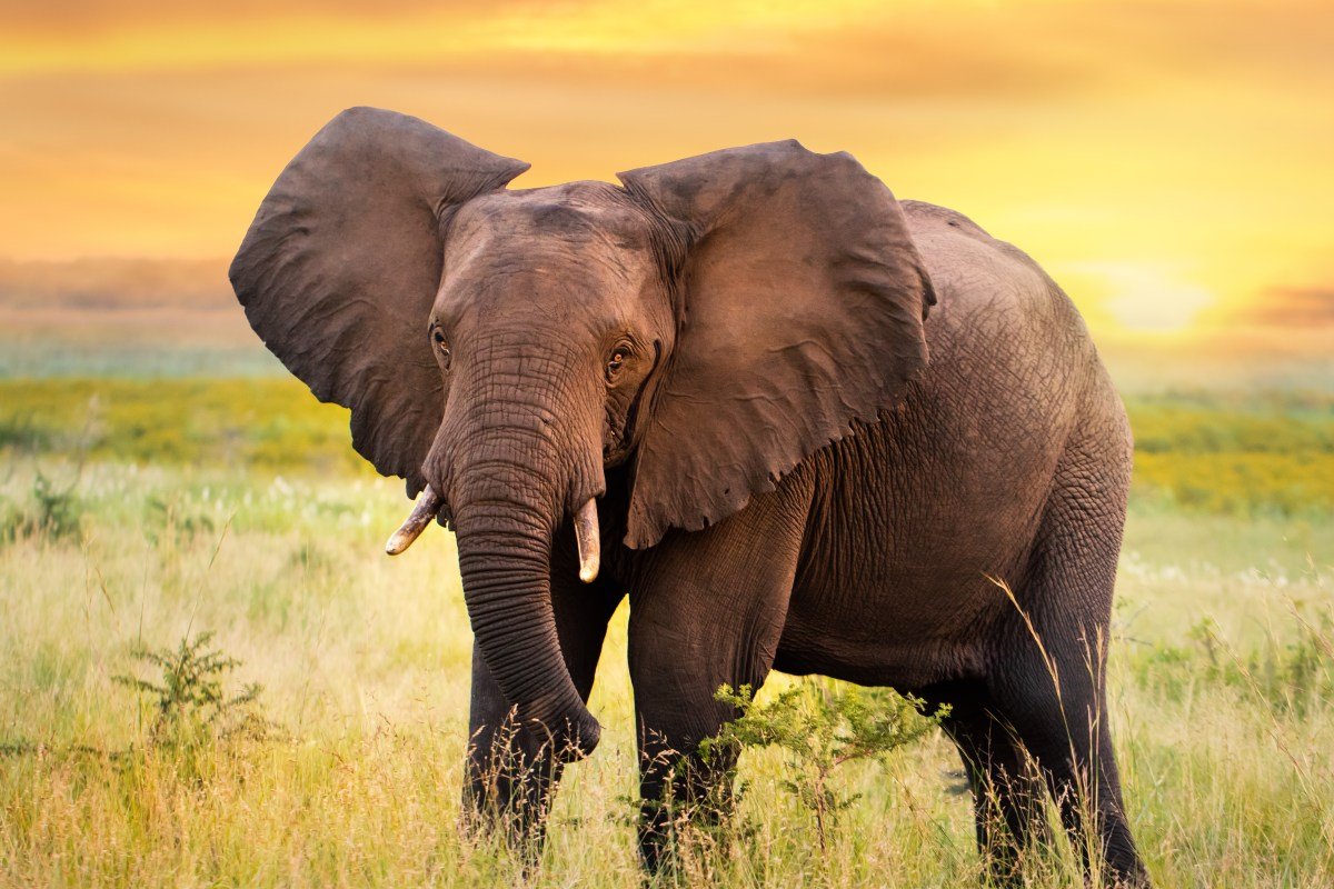 Dream Job Alert: Want to Be An Elephant’s Caregiver?