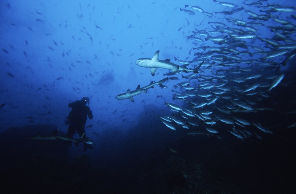 James Glancy: My Life Diving with Sharks