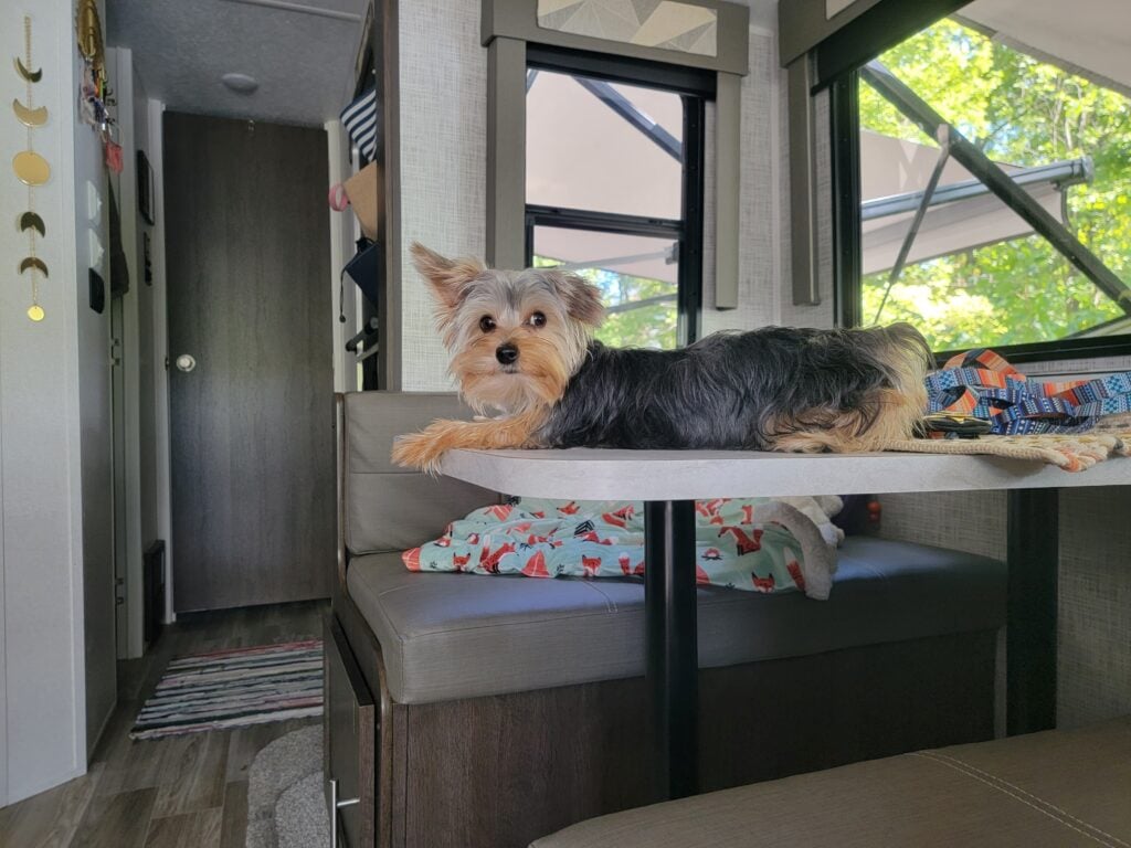 Keep Your Pets Safe: The Dangers Of Unattended Pets In RVs
