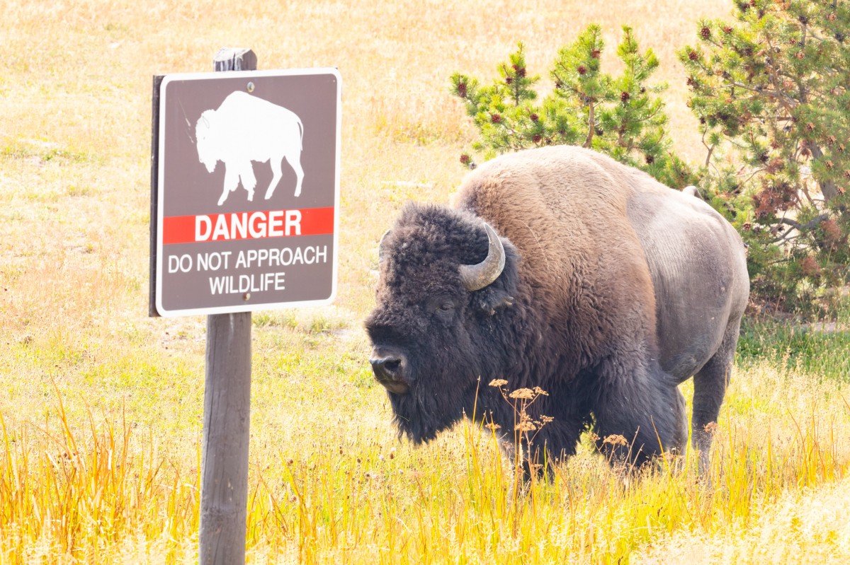Two National Park Visitors Injured in Separate Bison Attacks