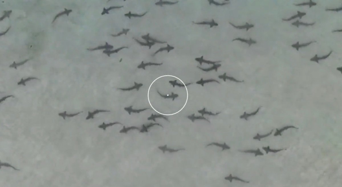 Watch: Researcher Tracks Intense Swarms of Sharks Near the California Coast