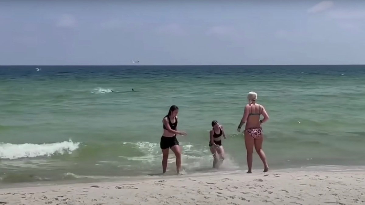 WATCH: Videos Capture Beachgoers Running For Safety After Shark Spotting