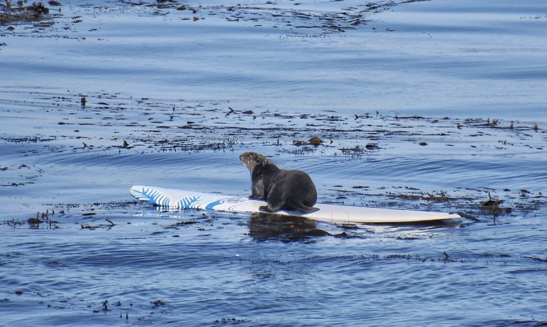 What’s Really Going on with the Surfboard-Stealing Otter in Santa Cruz?