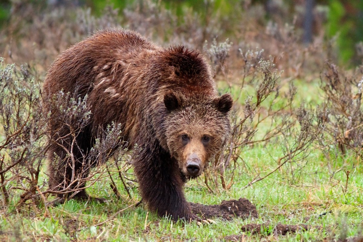 Woman Dies Near Yellowstone After Alleged Grizzly Bear Attack