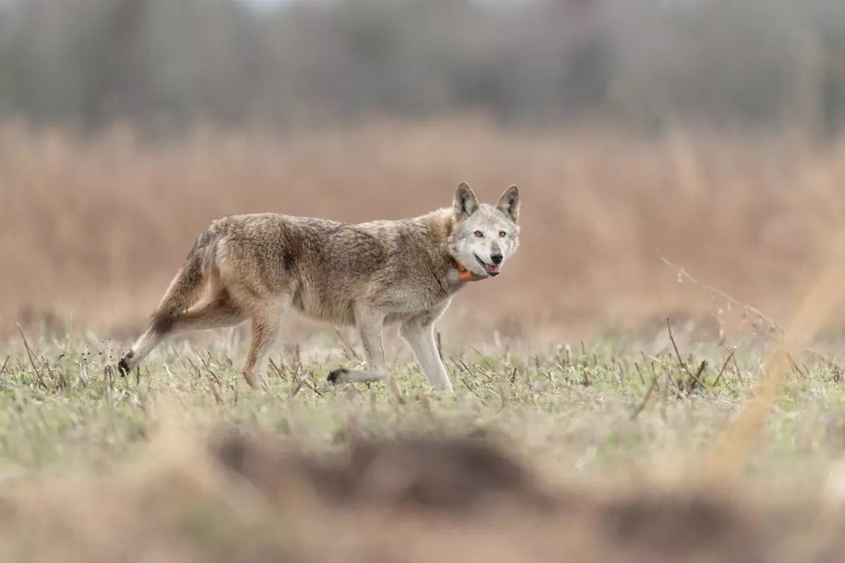World’s Oldest Wild Red Wolf Dies