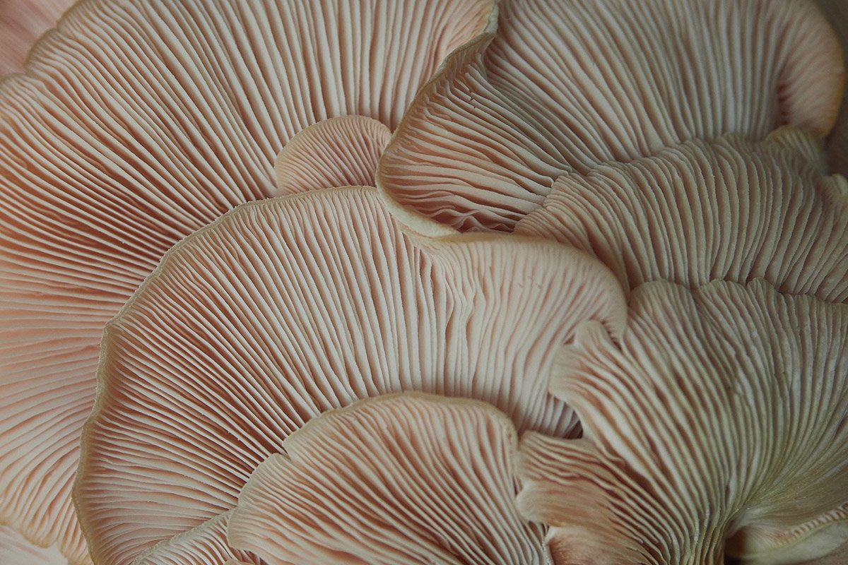 7 Things You Didn’t Know About Mushrooms