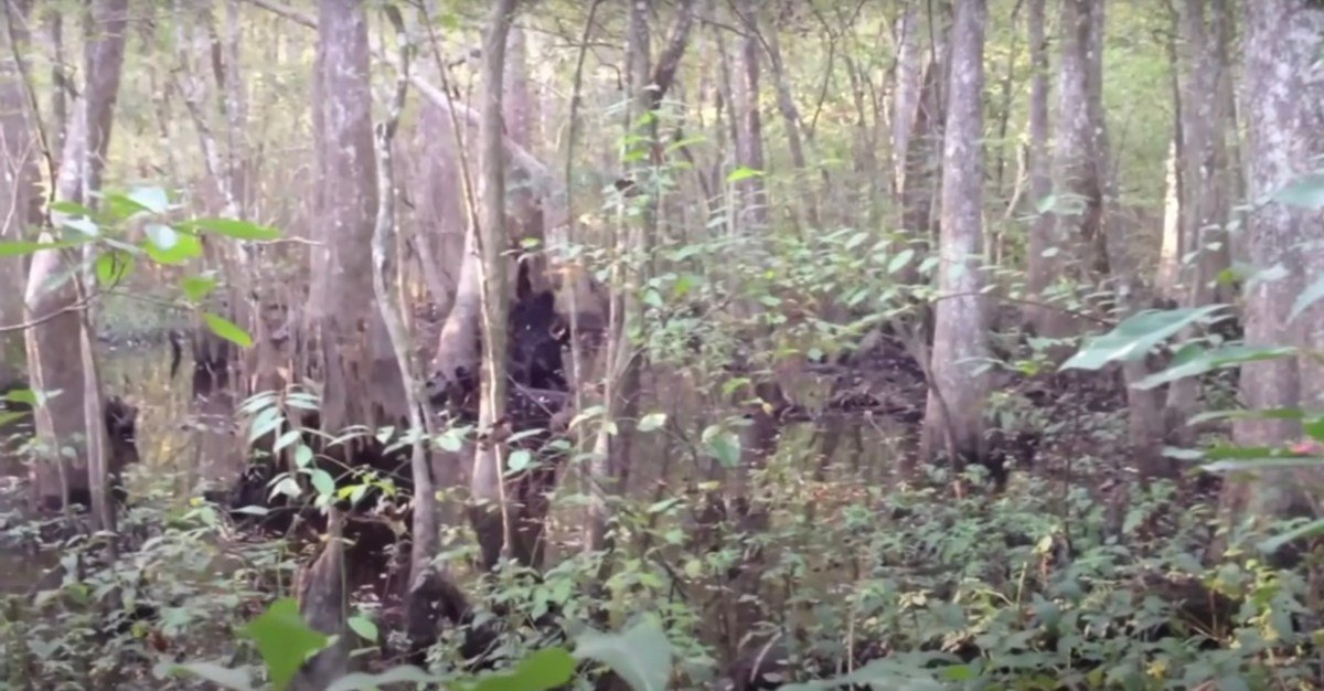 A Bigfoot Video is Making Rounds Again. Here’s Why This Video Won’t Go Away