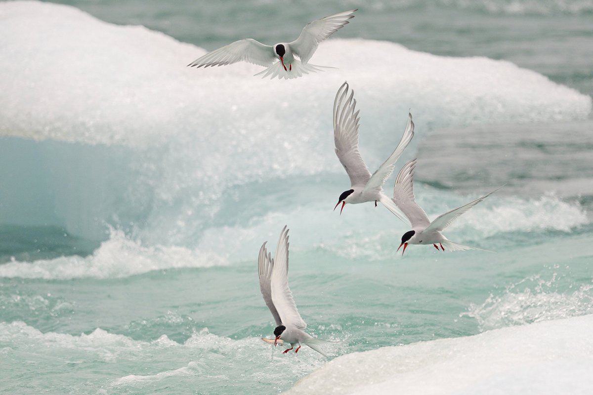 bird-species-with-long-migration