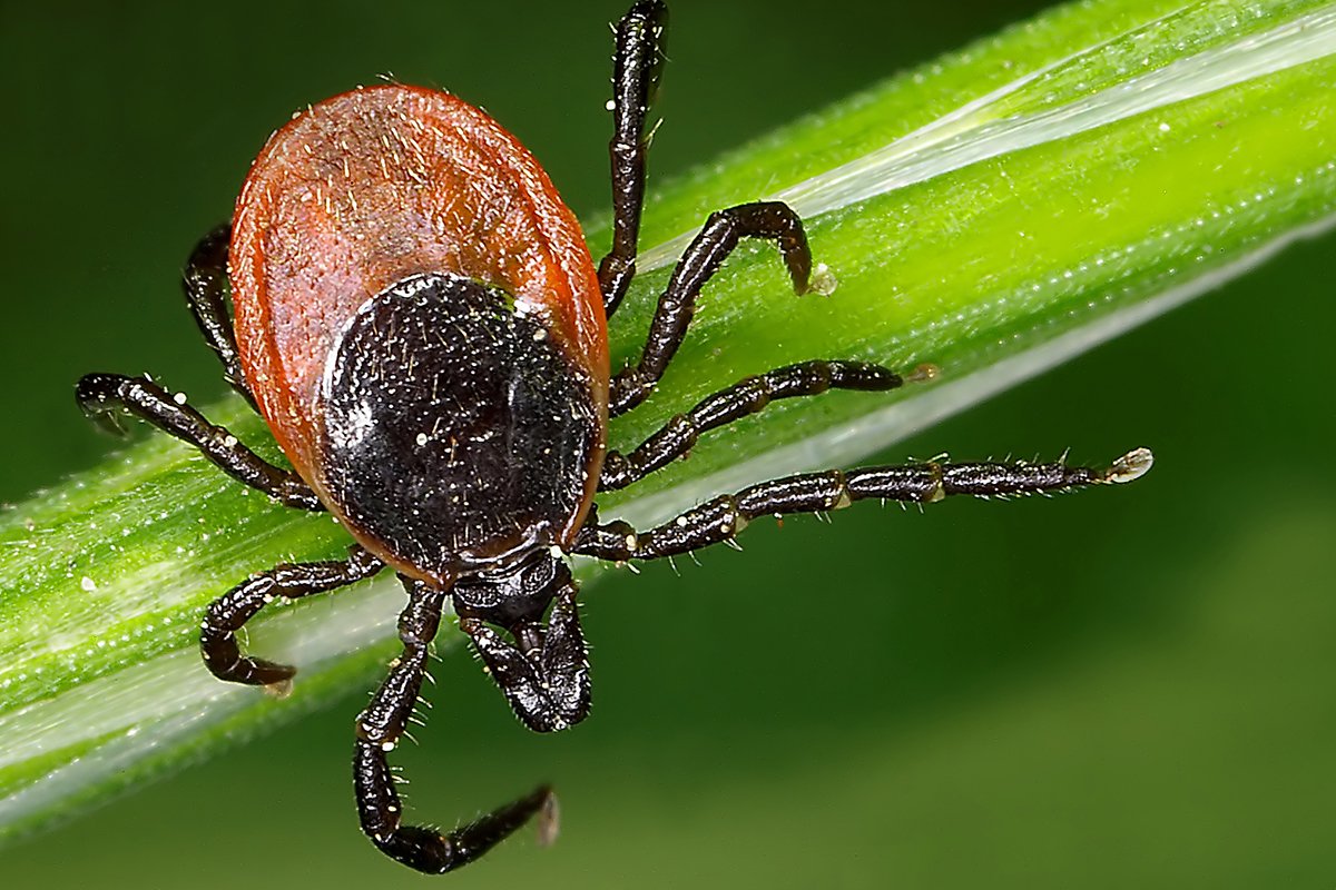 Ask Outdoors: Worried About Lyme Disease? Here’s How to Stay Safe While Camping