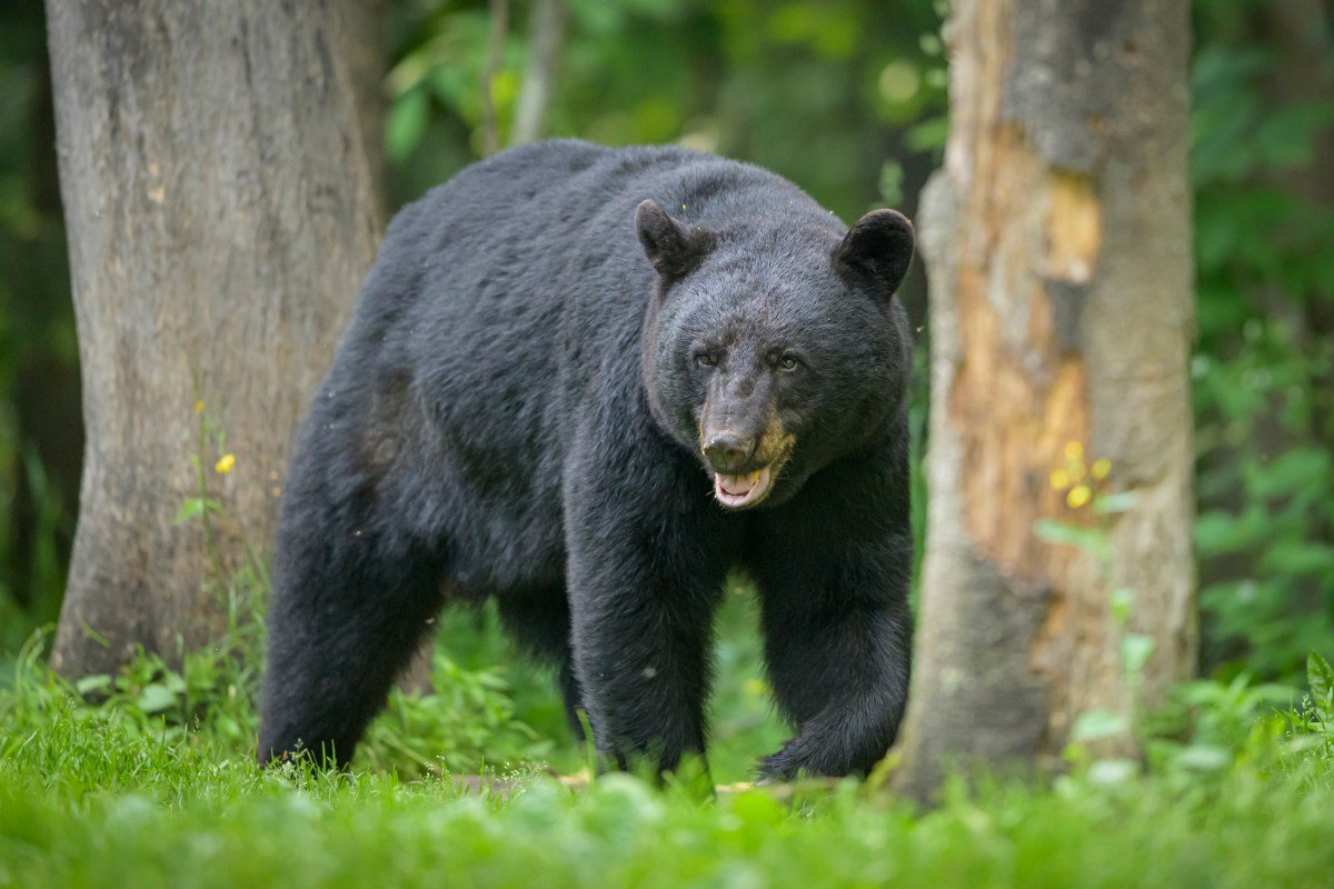 Bear Attacks A 7-Year-Old Boy Playing Outside New York Home
