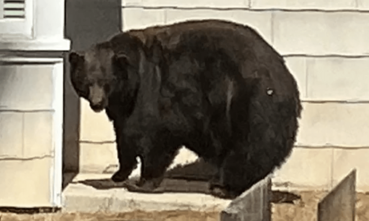 ‘Hank the Tank’: 500 Pound Bear Captured after 21 Home Invasions