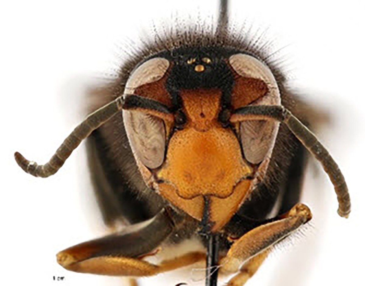 yellow-legged-hornet