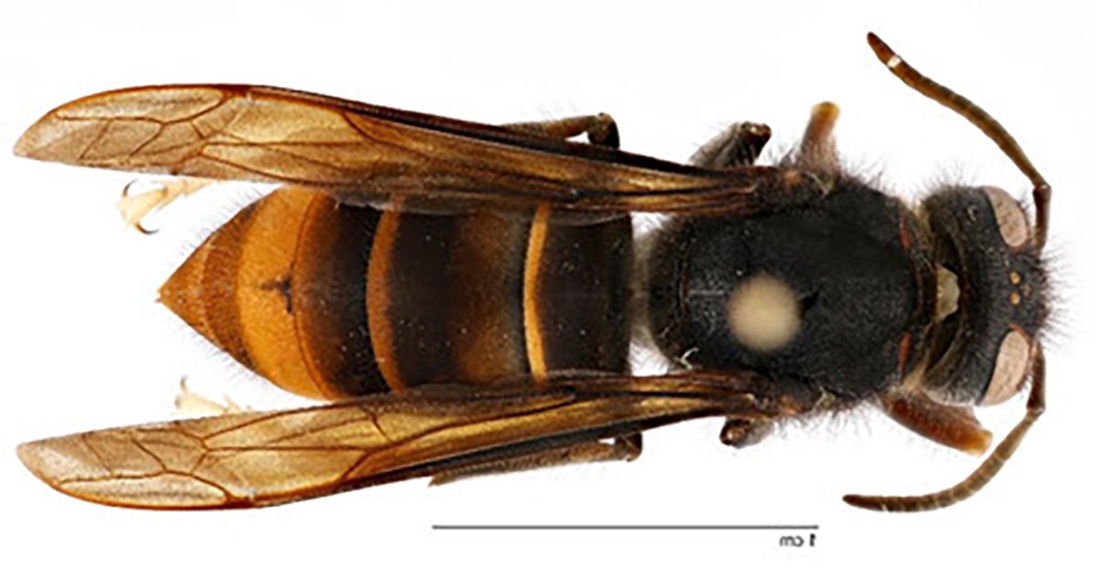 yellow-legged-hornet