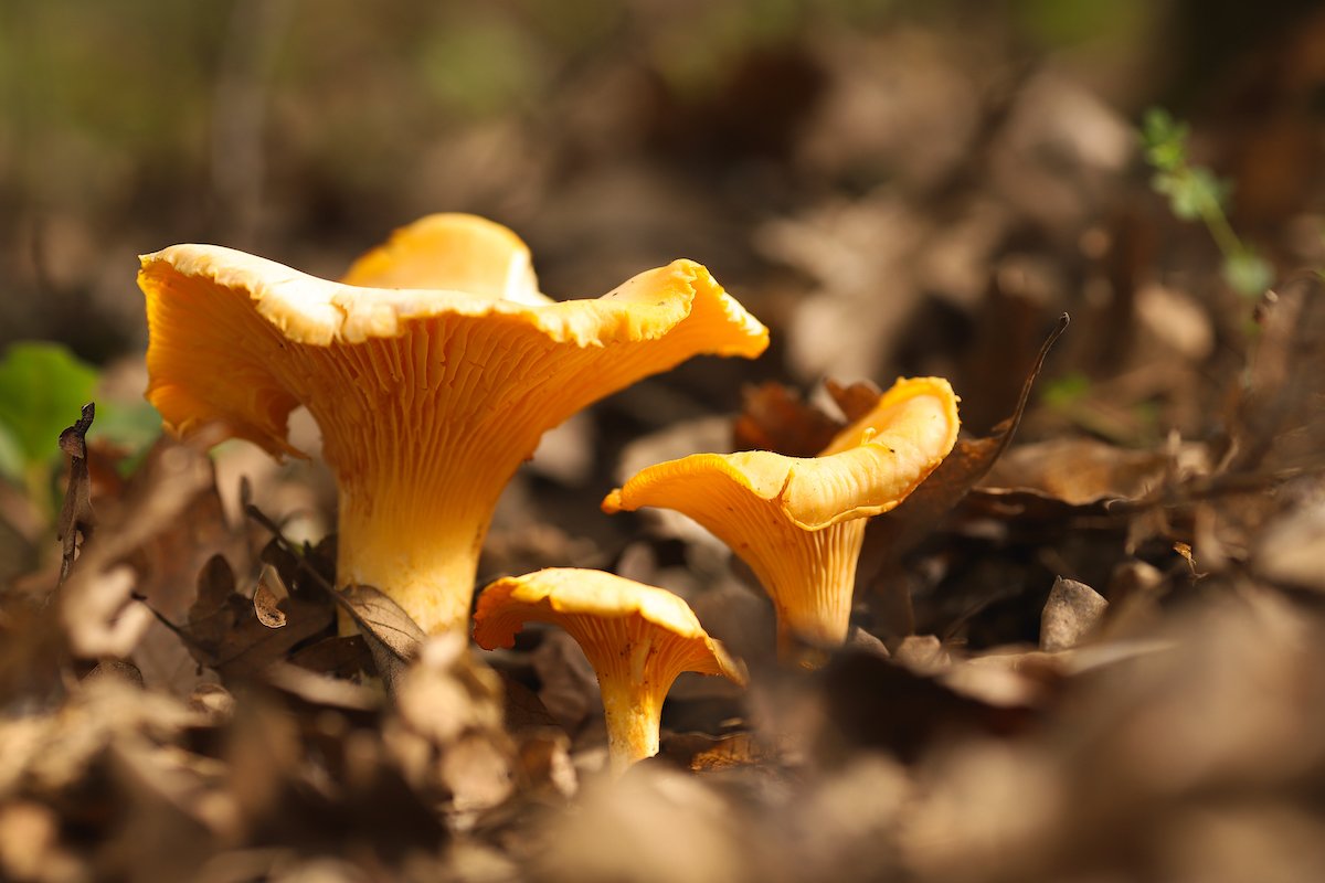Mushroom Foraging: The Pacific Northwest is a Golden Land for Golden Chanterelles