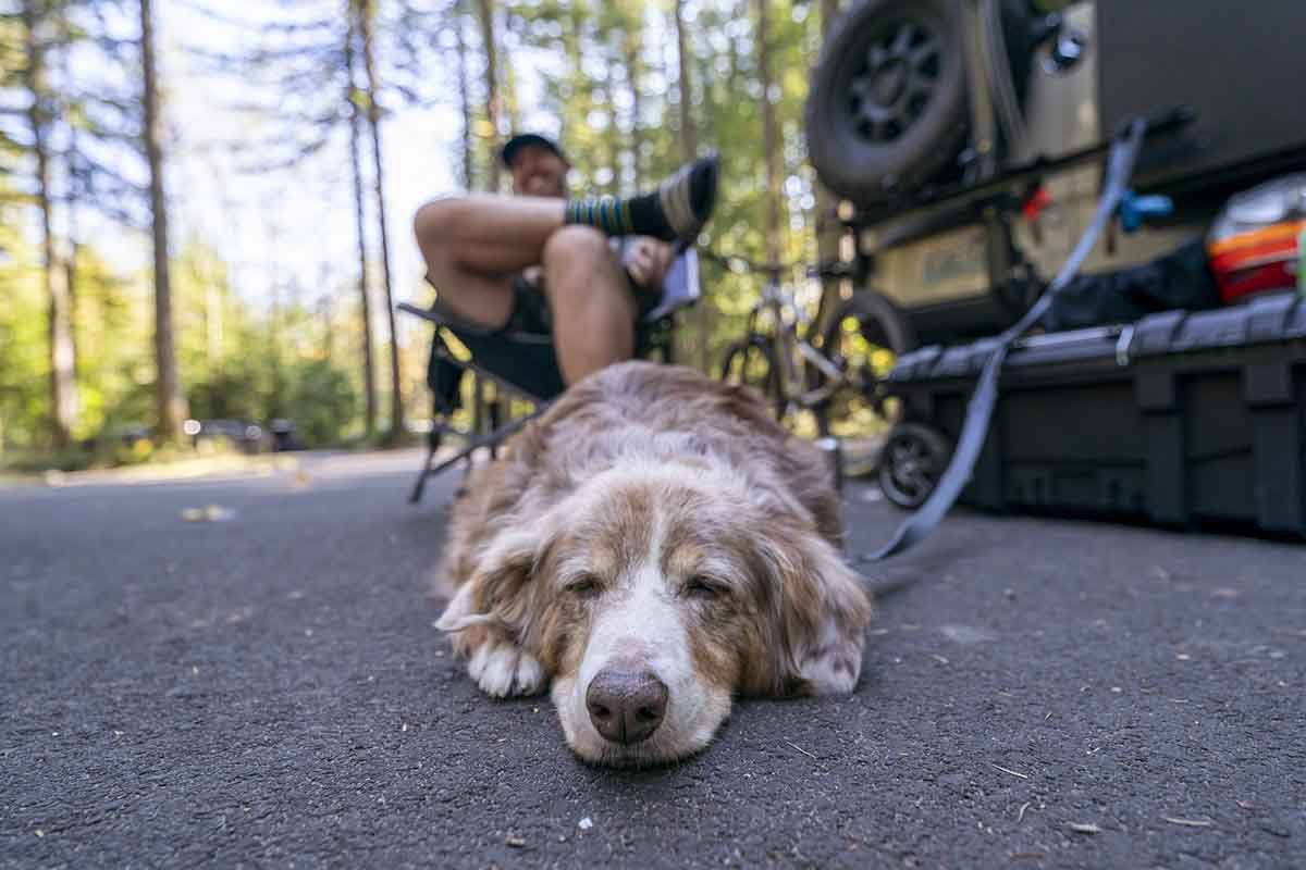 outdoor-gear-your-dog-will-love