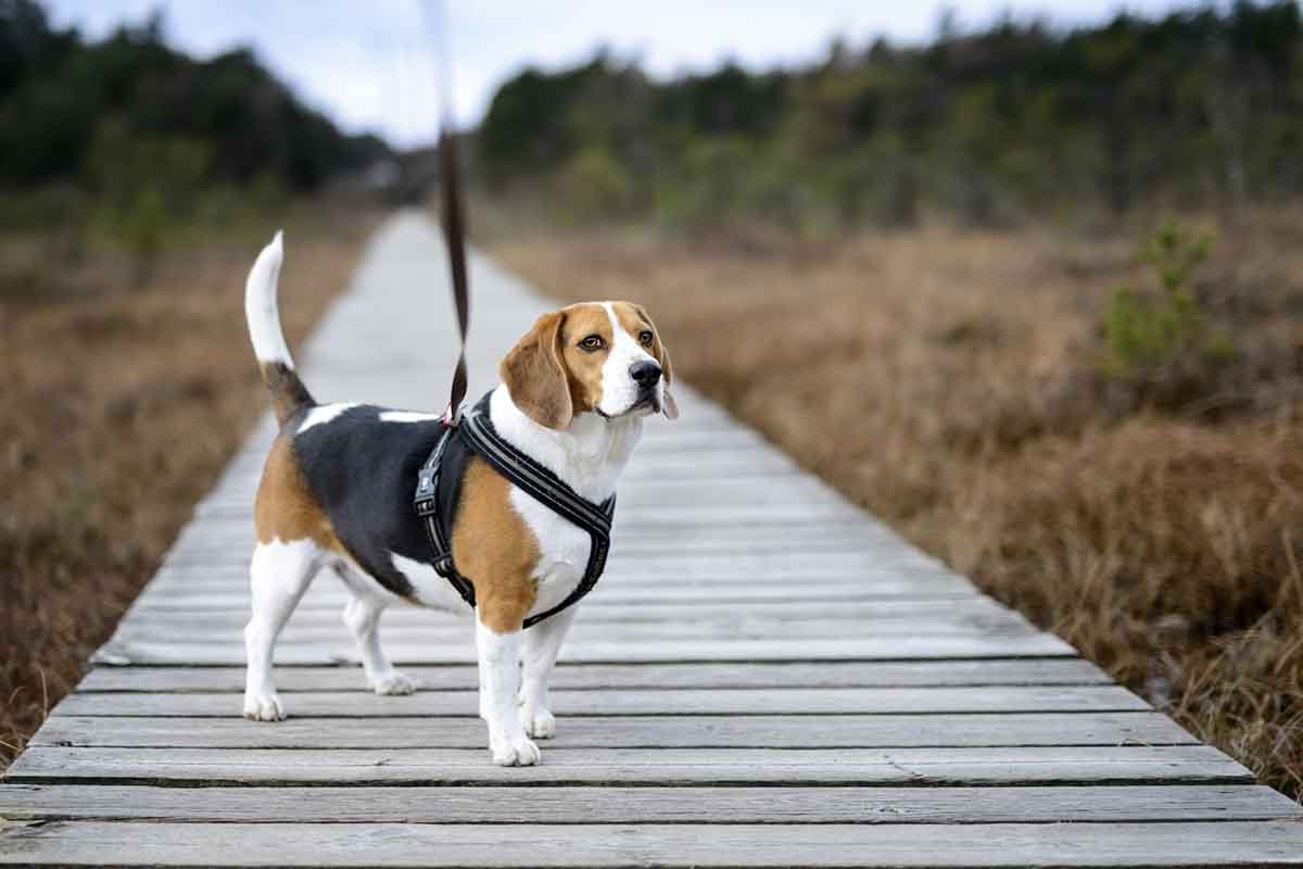 Outdoor Gear Your Dog Will Love