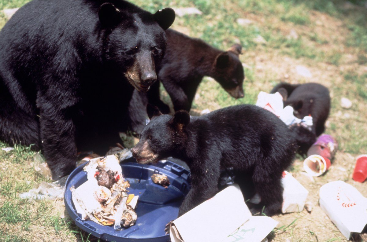 Packing on the Pounds: The Black Bear Eating Frenzy for Winter Begins Now