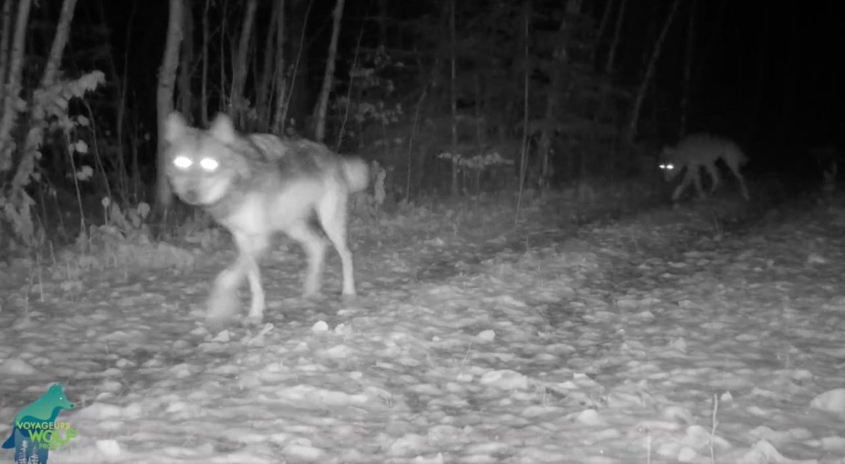 Researchers Leave Cameras on a Minnesota Trail for Two Years, and the Wildlife Recordings Are Amazing