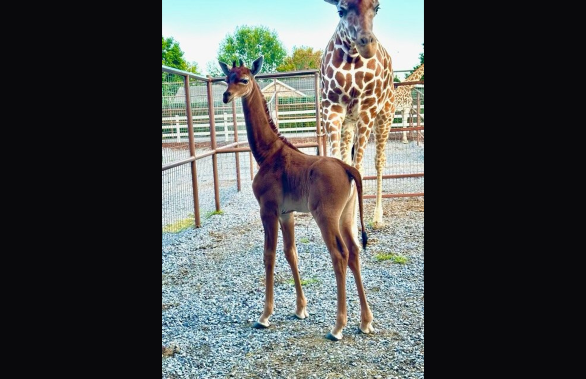 Tennessee Zoo Wants Your Help to Name Their Spotless Giraffe