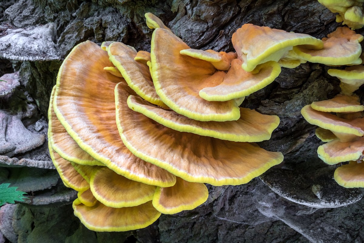 Chicken of the Woods