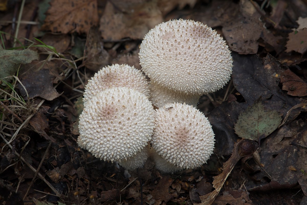 Puffballs