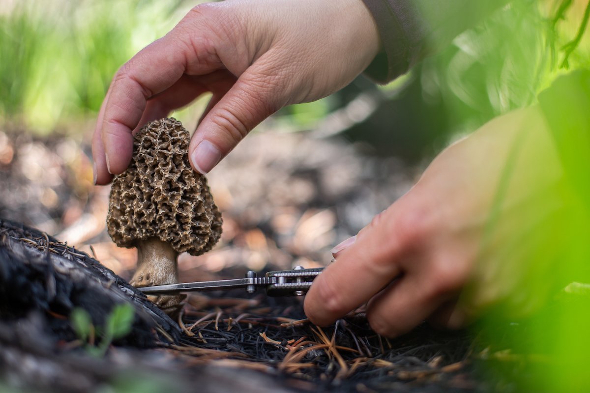 Morels