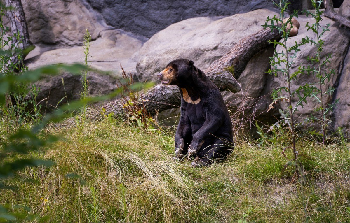 The Sun Bear Debate Heats up With Other Zoos Promising Their Bears Are Real