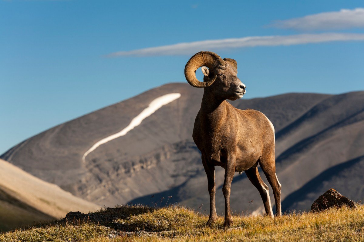 Watch: A Scary Reminder to Follow Trail Etiquette Around Bighorn Sheep