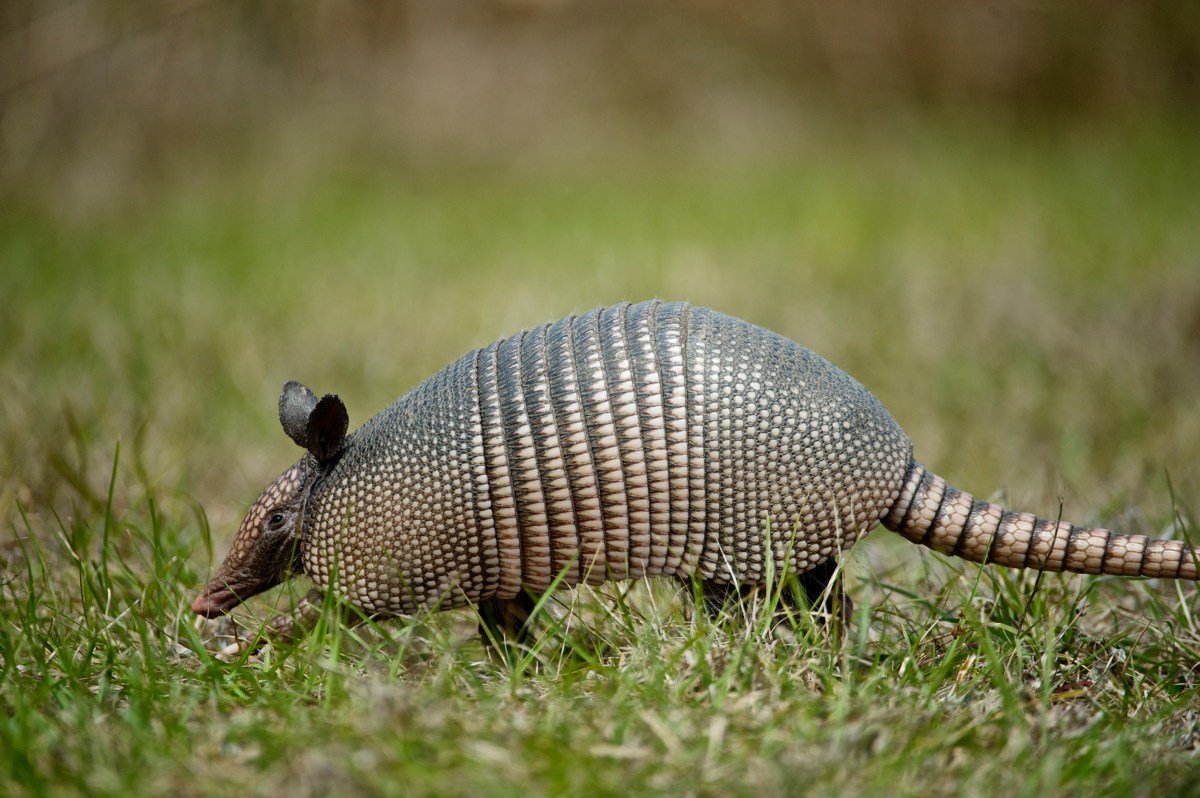 Watch: Armadillo Takes a Dip to Beat the Summer Heat
