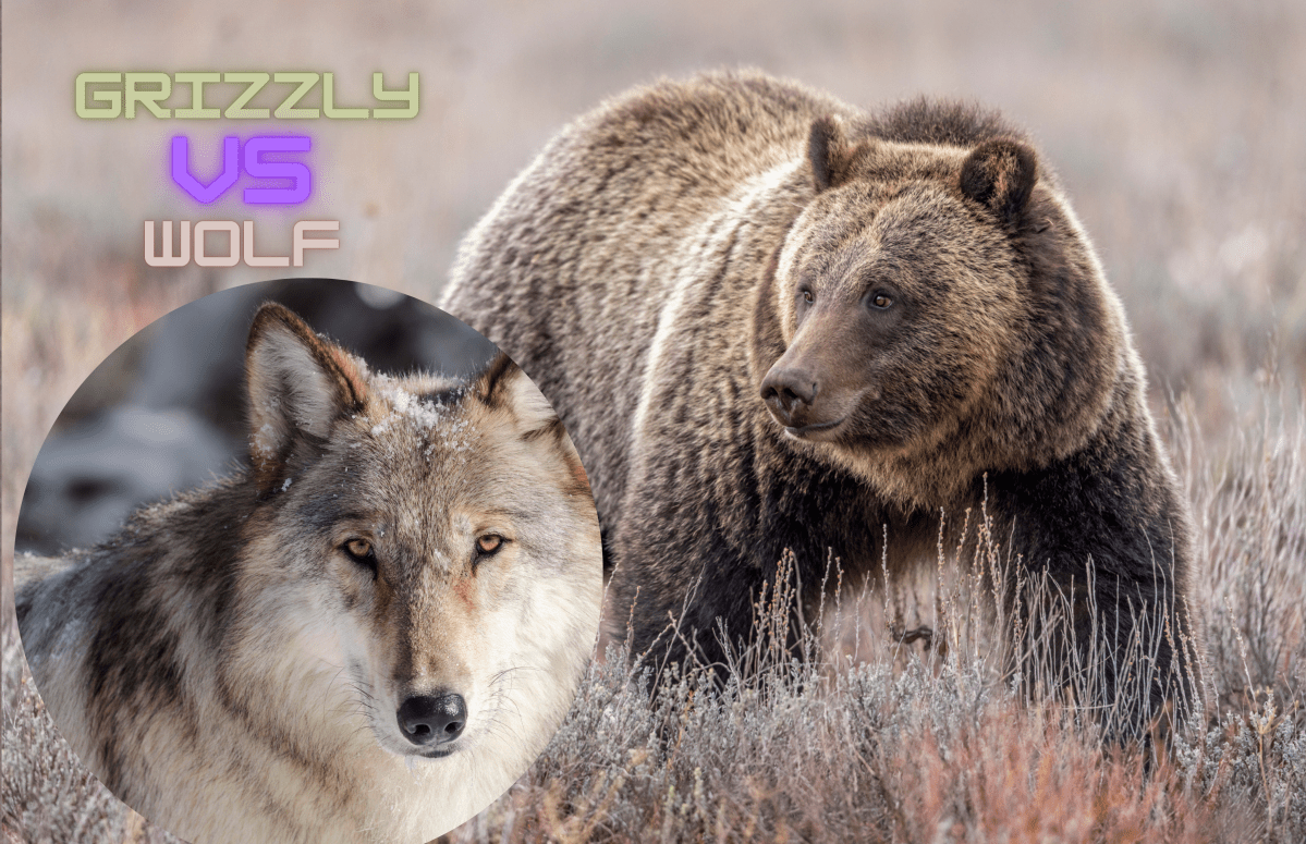 Watch as a Grizzly Bear and Wolf Brawl Over a Bison Carcass