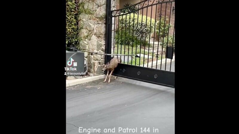 Watch as California Firefighters Rescue Two Deer Caught in a Gate