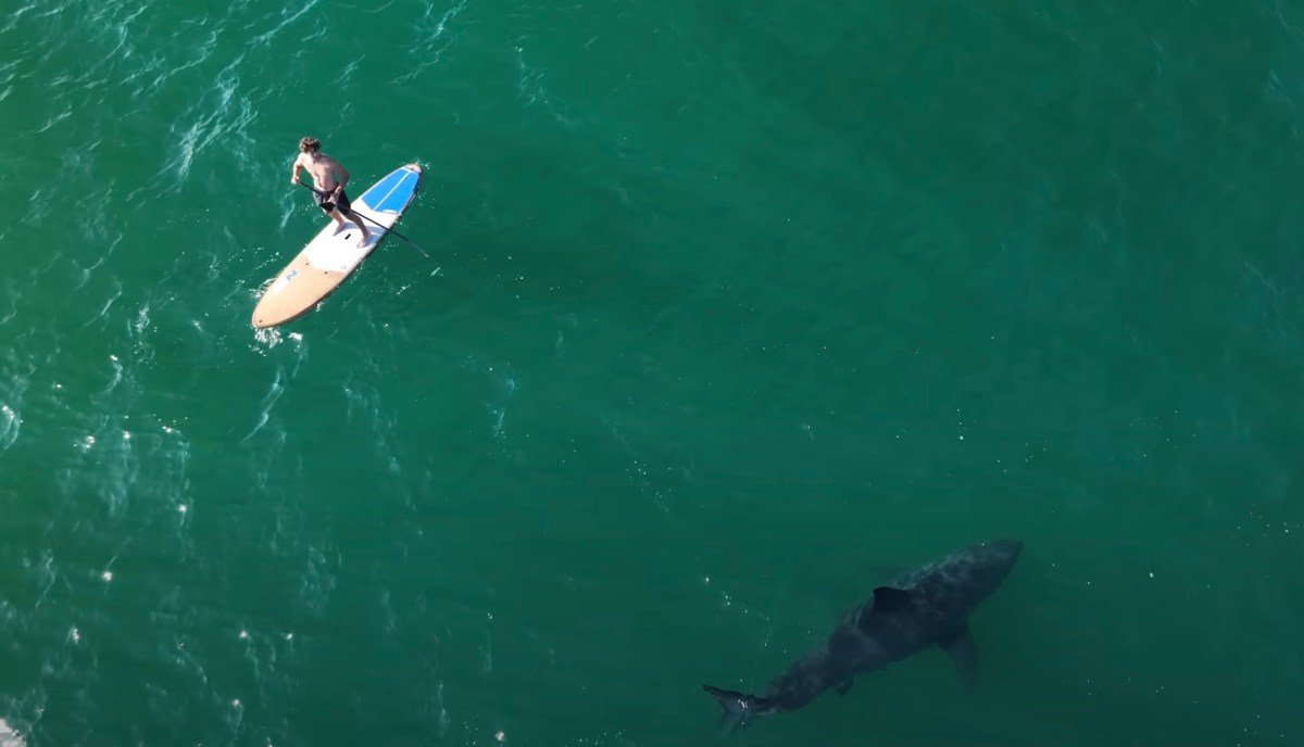 Watch as ‘Unpredictable’ Great White Shark Swims Under a Paddleboarder in California