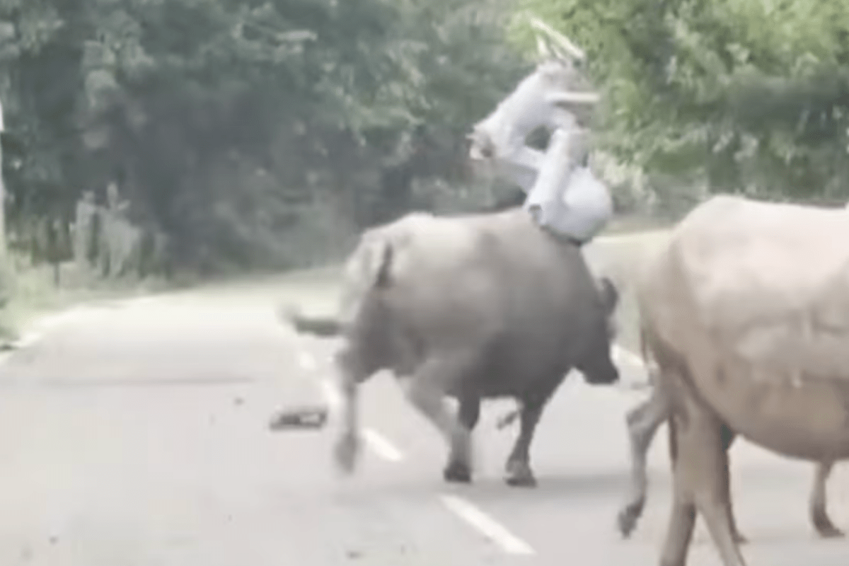 WATCH: Dude Gets Absolutely Wrecked Longboarding Through a Group of Cows