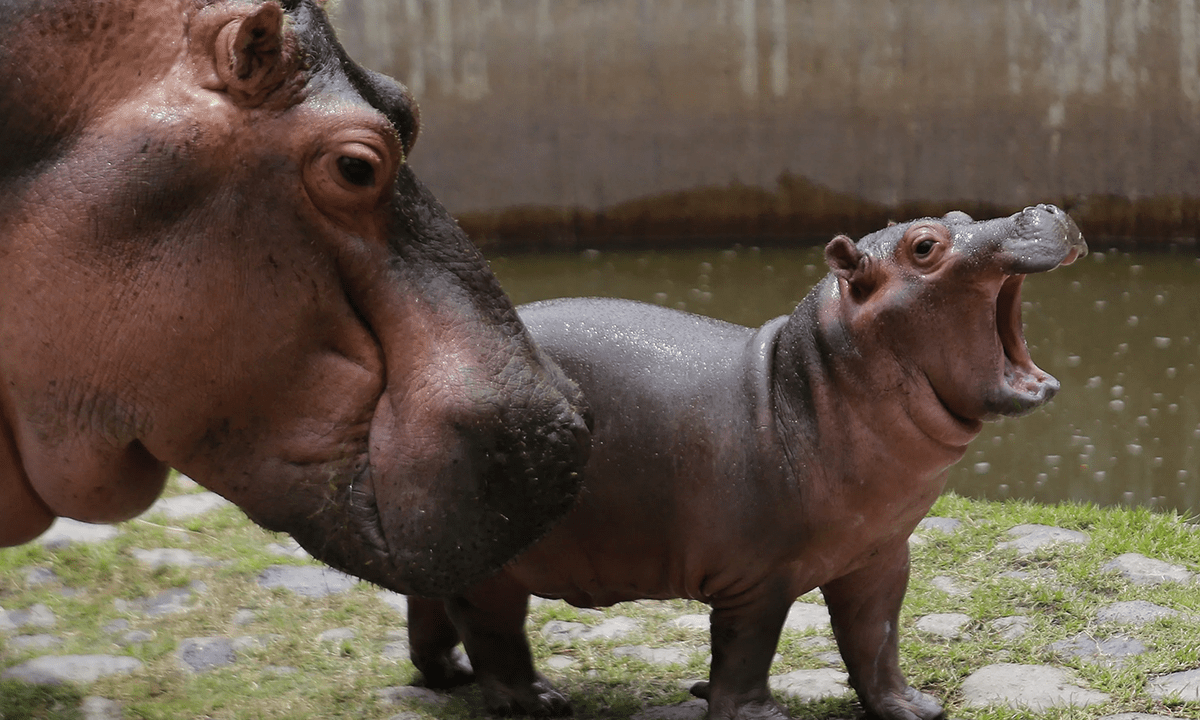 WATCH: Fritz the Hippo Shows off His New Tricks